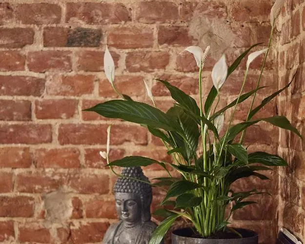 Apartamento Shelter Leópolis